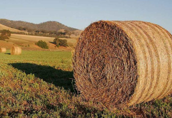 Қазақстанда 35 млн тонна мал азығы дайындалды