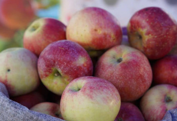 Қазақстанда 29 мың гектарға жуық алма бағы бар