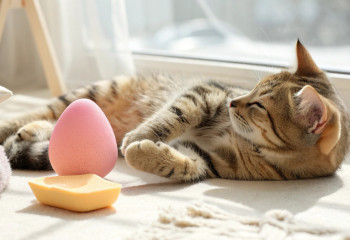 Косметический спонж стал неожиданной игрушкой для котов