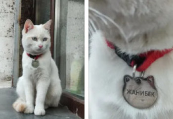 Кот Жанибек покорил казнет и стал героем самой тёплой ветки Threads