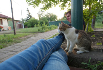 Кошка на две семьи: история «общего питомца», покорившего соседей