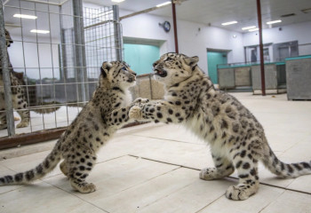 Снежные барсы умилили пользователей трогательной заботой друг о друге