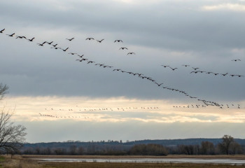 Птицы перестают мигрировать: сигнал тревоги для всей планеты