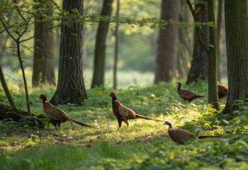 В зеленом поясе Астаны выпущены сотни фазанов