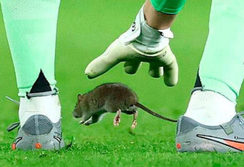 Матч Уэльс - Бельгия попыталась сорвать крыса