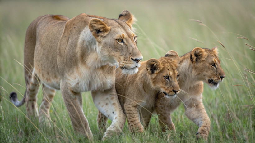  © El.kz / Recraft / Динмухамед БЕЙСЕМБАЕВ 