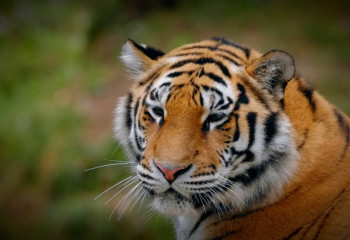 Үндістанда жолбарыс қорық қызметкерін талап тастады