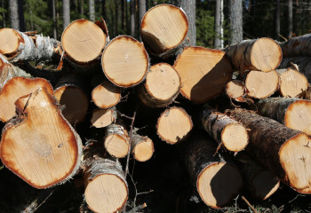 Ғалымдар болаттан он есе берік «суперағаш» жасап шығарды