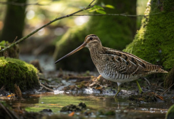 Список вымерших видов животных расширился