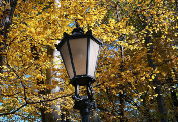 Көшедегі шамдар өсімдіктер мен жәндіктерге қалай әсер етеді?