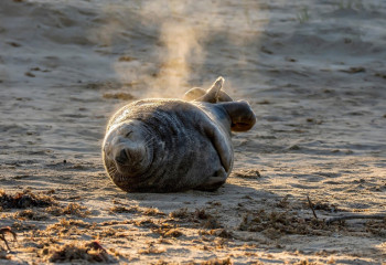 Әлемде 48 мыңнан астам жануар түрі жойылу алдында тұр