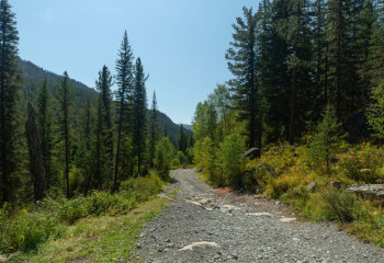 Орман – ел байлығы, орманшы – оның қорғаны