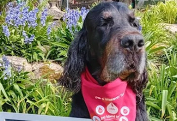 Британияда 200-ге жуық итті құтқарған төбет Гиннесс рекордтар кітабына енді