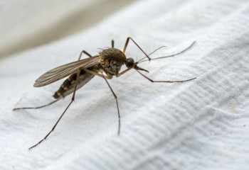 Комары добрались до Исландии: страна теряет уникальный статус