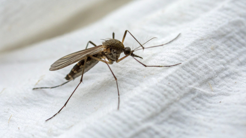  © El.kz / Recraft / Динмухамед БЕЙСЕМБАЕВ 