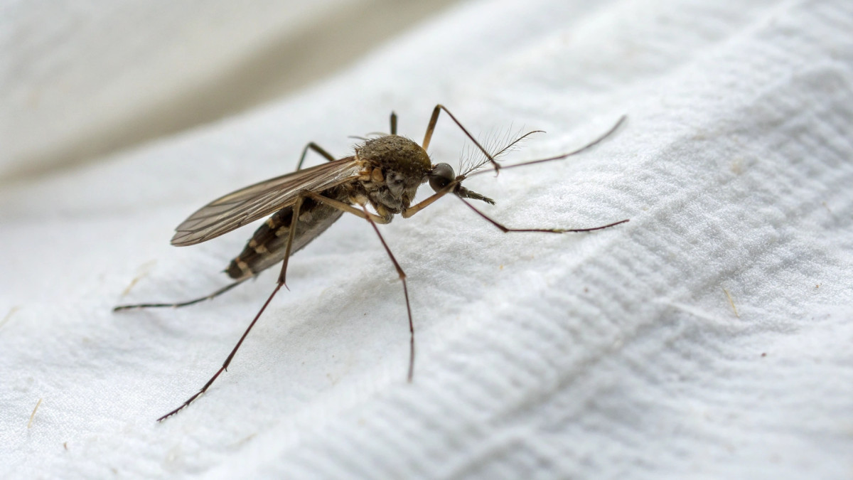  © El.kz / Recraft / Динмухамед БЕЙСЕМБАЕВ 