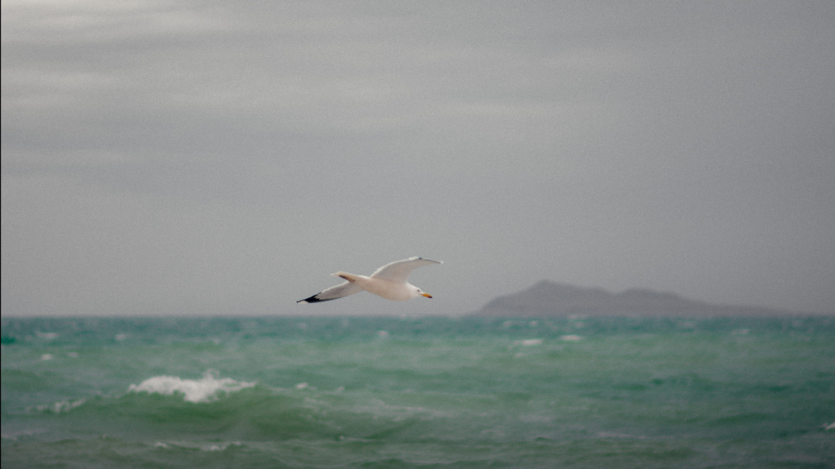  ©El.kz 