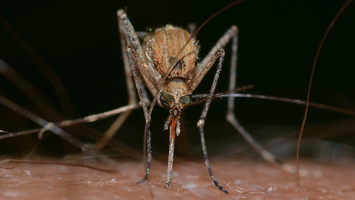  ©Pixabay.com 