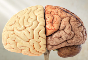 Старение мозга: учёные нашли ключевые различия между полами