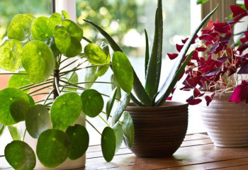 Гүл күтімі туралы не білеміз