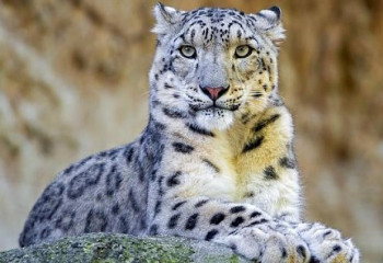 Қар барысы Қырғызстанның ұлттық символы ретінде ресми түрде бекітілді