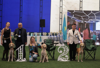 Монопородная выставка «Kazakh tazy» в Алматы: подведены итоги первого дня