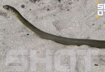 Шри-Ланка қонақ үйлерінде екі метрлік жыландар қаптап кеткен