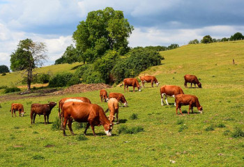 ЖИ фермерлердің жұмысын жеңілдетпек