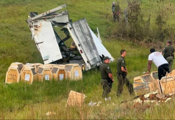 АҚШ-та қауіпті вирус жұққан маймыл қашып кетті