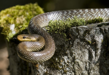 Ұлыбританияда 300 мың жыл бұрын жоғалған жыландар табылды