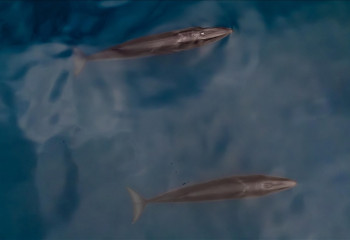 Protein from Arctic whale may unlock new clues for extending human lifespan