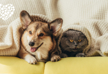 Үйде үй жануарын асыраған қаншалықты дұрыс