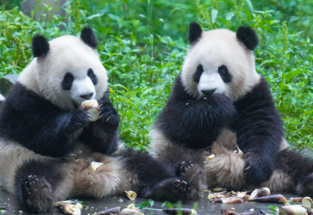 Финляндия Қытайға екі панданы қайтарып берді