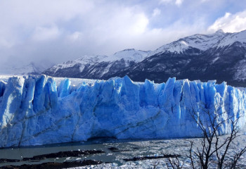 ЖИ Арктикадағы жануарлар мен өсімдіктерді қорғауға пайдаланыла бастады