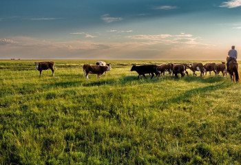 Президент жайылым жерлерді дұрыс игеруді тапсырды