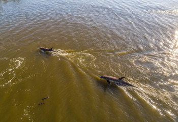 Жара в Амазонии нагрела озёра до 41°C: учёные объяснили массовую гибель дельфинов