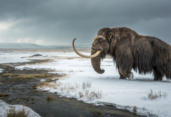 Ученые впервые сумели «прочитать» РНК шерстистого мамонта