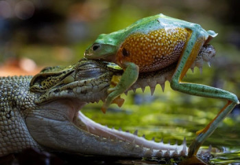 Nature’s Best Photography Awards 2025 байқауының жеңімпаздары анықталды