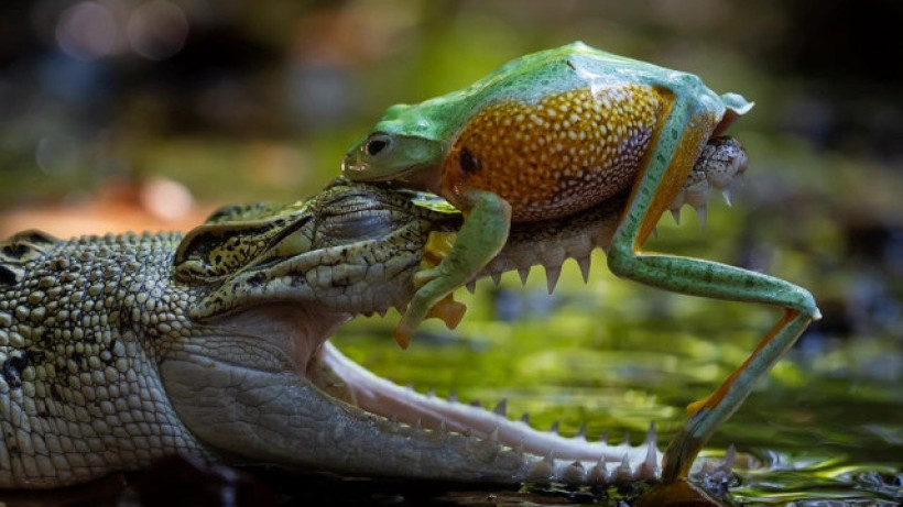  Genia Ikhfa Anindita 