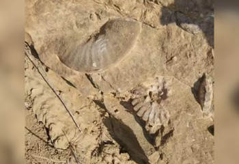 На месте древнего океана: в Мангистау показали окаменевшие ракушки в скалах