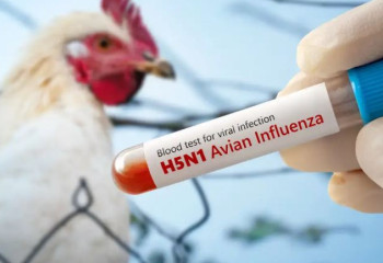 Әлемде алғаш рет құс тұмауынан адам қайтыс болды