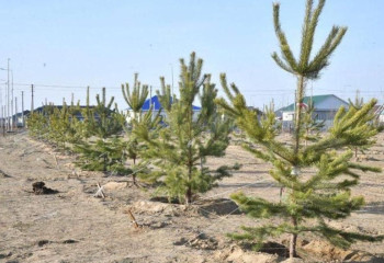 Атырауда 4 мыңға жуық жасыл желек егілді