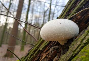 Ежовик восстанавливает нервные клетки: правда или миф