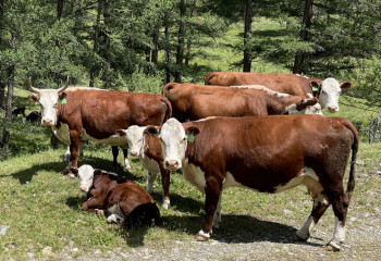Атырау облысында белгісіз аурудан мал қырыла бастады