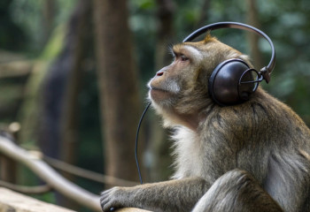 Обезьяны научились «ловить бит»: учёные пересмотрели происхождение ритма