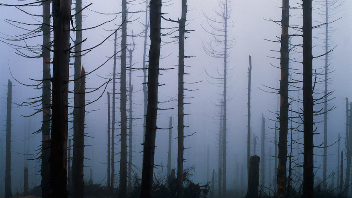  Саймон Фрейзер 