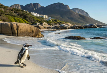 Популяция пингвинов сократилась на 95% - птиц убивает нехватка пищи