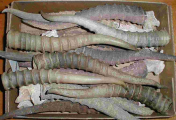 Енді киік мүйізін сатуға рұқсат беріледі