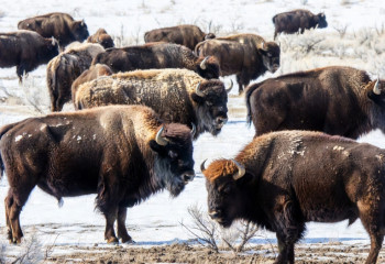 Возвращение степного бизона: почему Казахстану пора делать ставку на степных гигантов