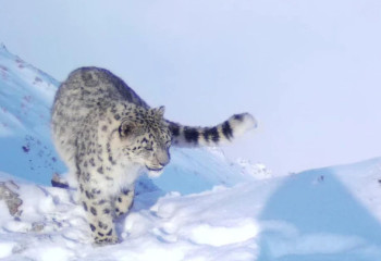 Қар барысына GPS құрылғысы орнатылды